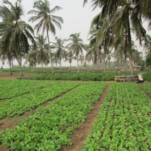 Lire la suite à propos de l’article Stratégie d’aménagement d’une BlueZone agricole