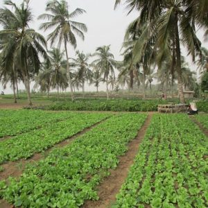 Stratégie d’aménagement d’une BlueZone agricole