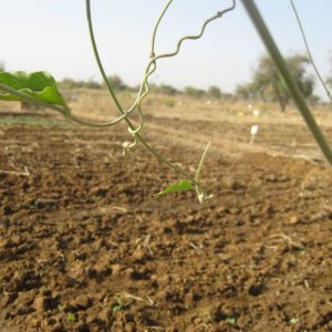 Analyse de cinq chaînes de valeur agricoles dans la région du Sahel